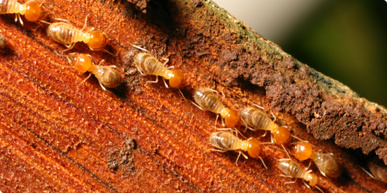 Understanding Termite Behavior - Pilbara Pest Co