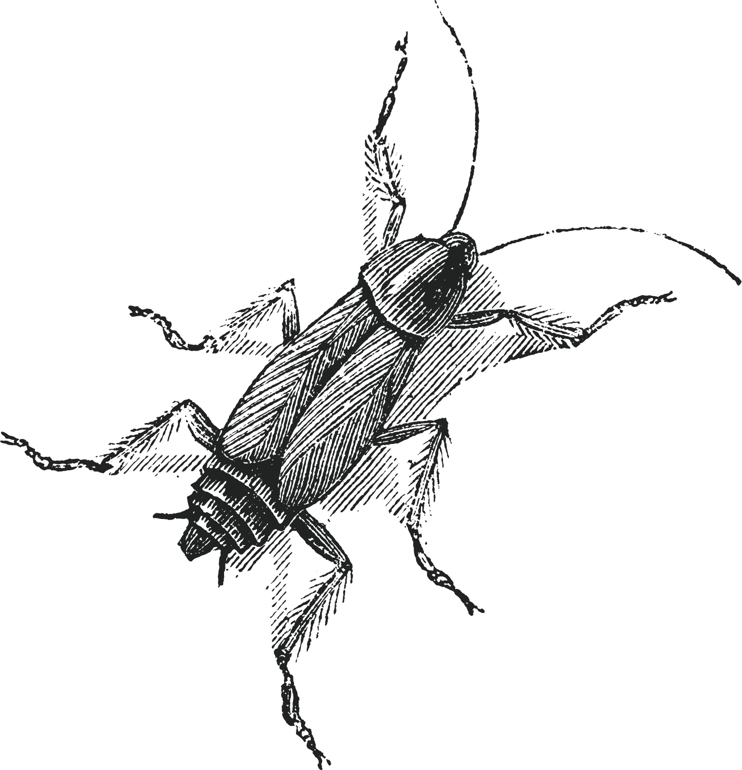 Cockroaches - Pilbara Pest Co